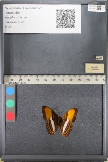 Media type: image;   Entomology 141061